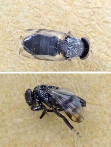Discomyza maculipennis